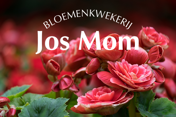 bloemenkwekerij jos mom